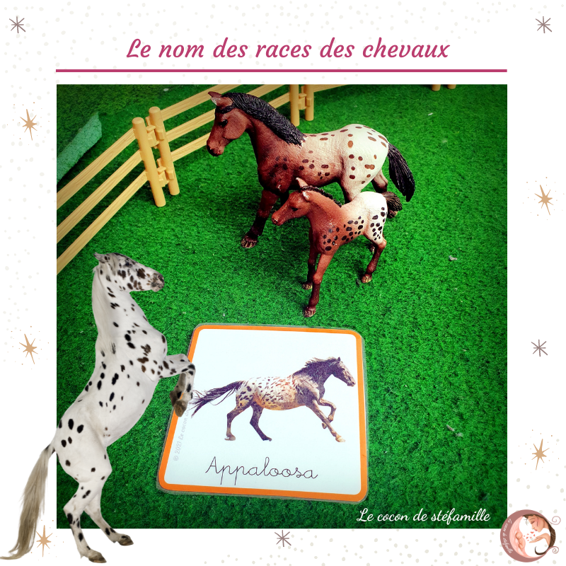 nomenclature races de chevaux