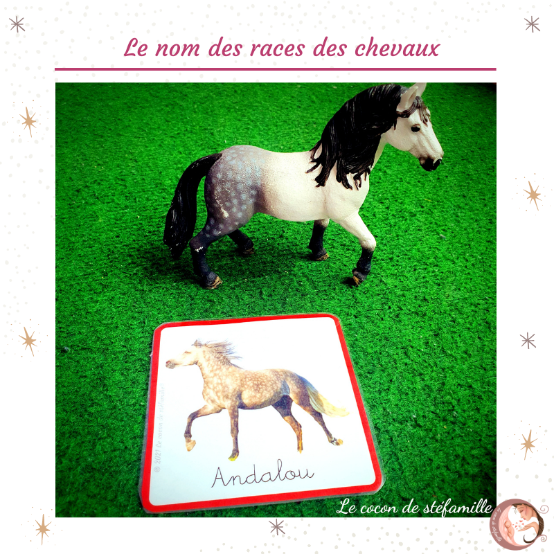 nomenclature races de chevaux