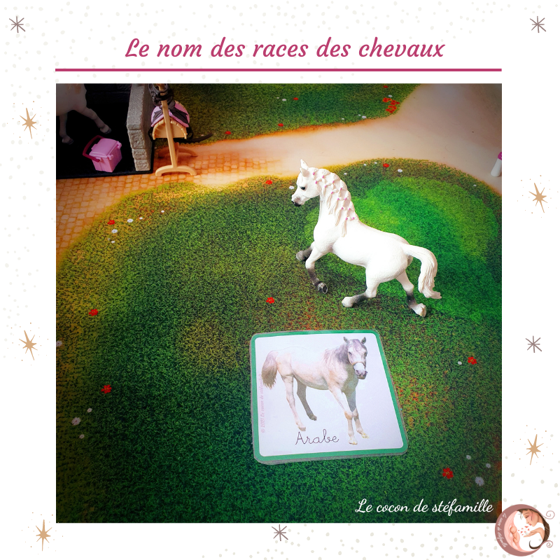 nomenclature races de chevaux